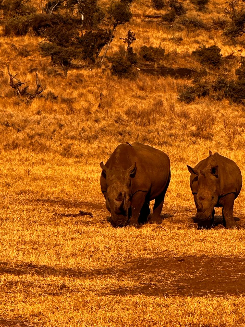 Lake Nakuru Conservation