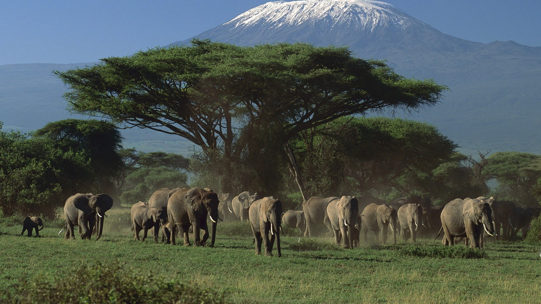 Amboseli elephants with Kilimanjaro