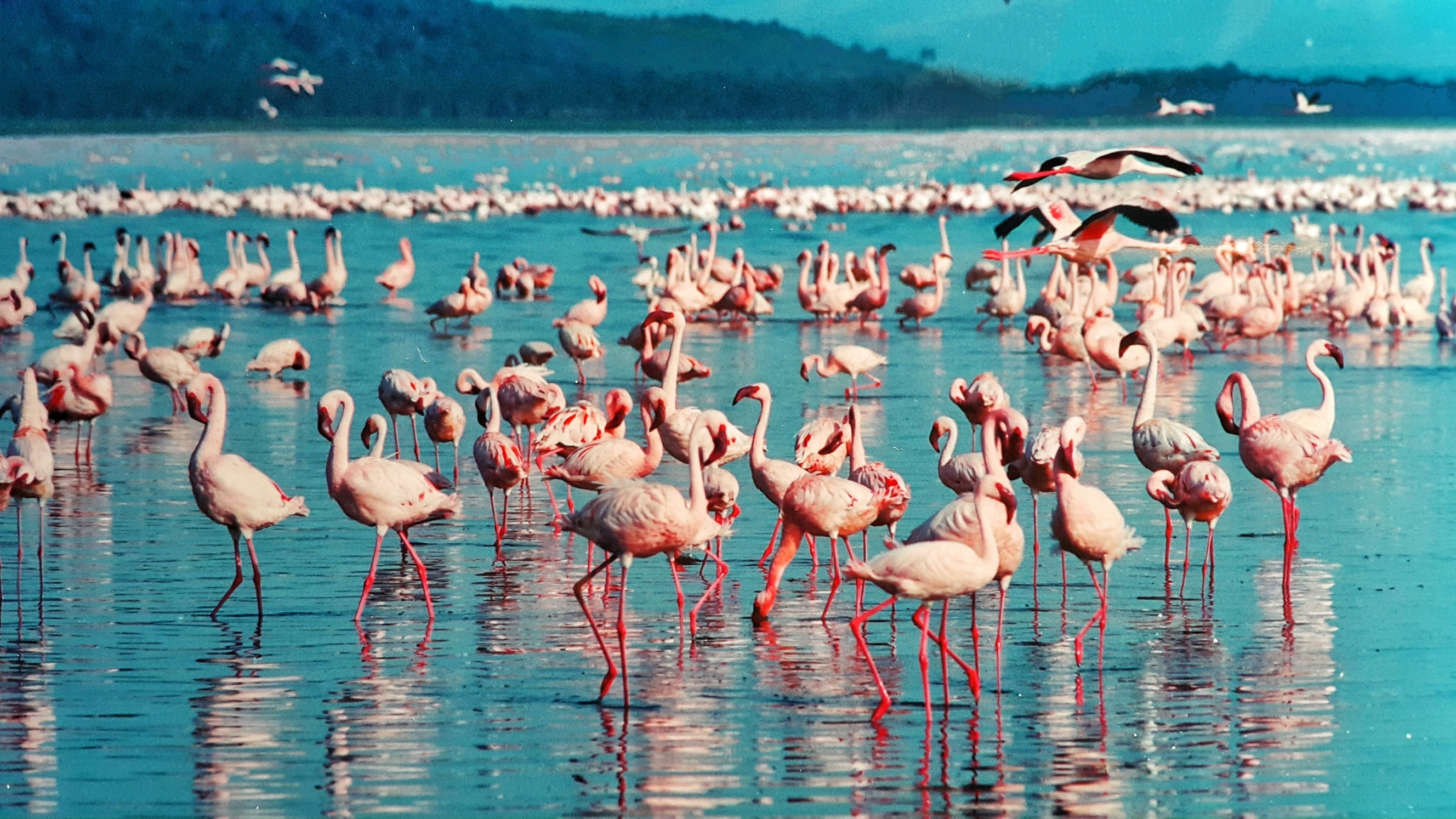 Lake Nakuru
