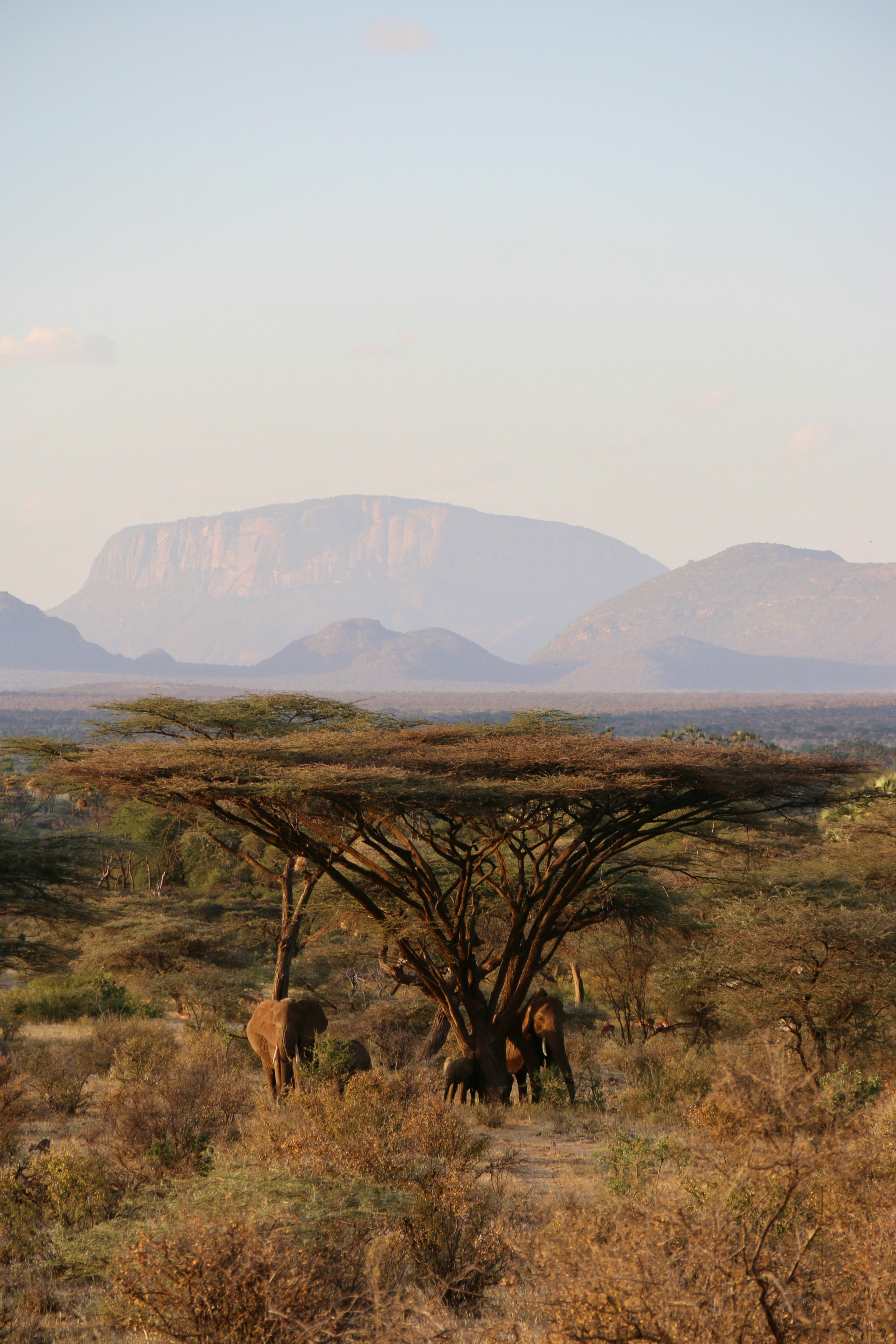 Samburu National Reserve
