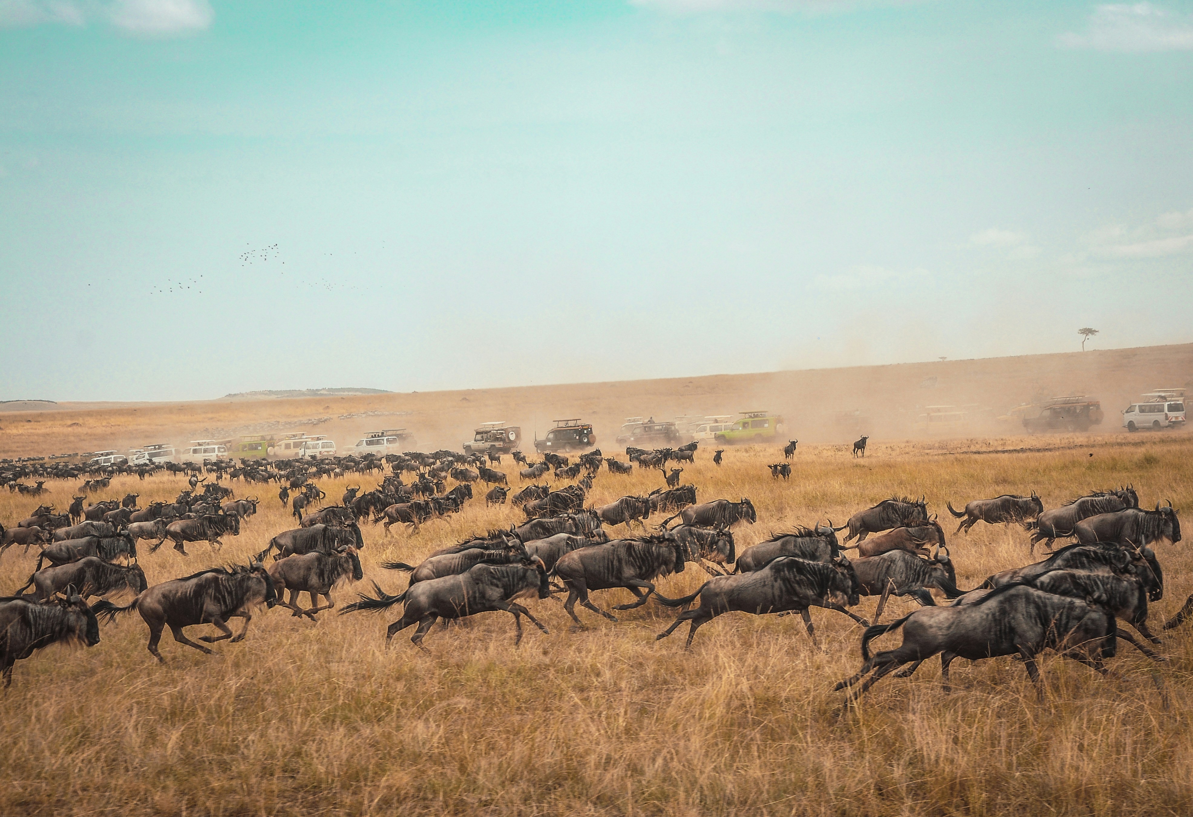 Maasai Mara wildebeest migration